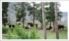 Born to a Yellowstone Herd